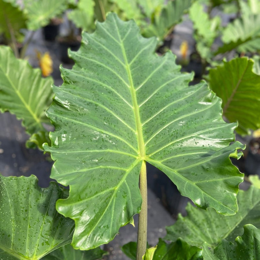 Indoor Plants PlantologyUSA Plantology USA indoor-plants-plantologyusa-plantology-usa