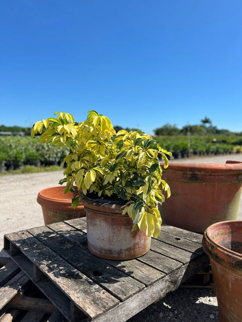 schefflera arboricola 'trinette' Arbicola Trinette for Sale