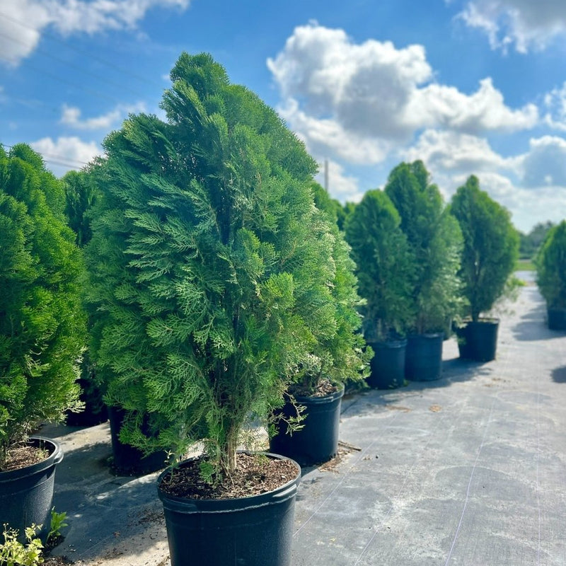 Arbovitae (Thuja Orientalis)