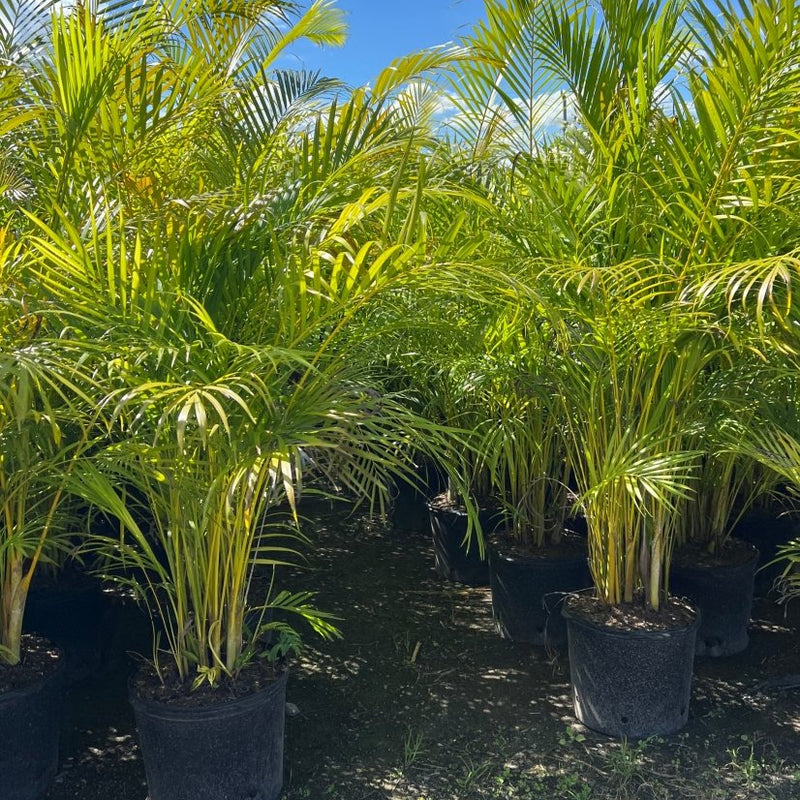 Areca Palm (Dypsis Lutescens)