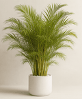 Areca Palm (Dypsis Lutescens) - Plantology USA - Grower's Pick 5 - 6 Feet