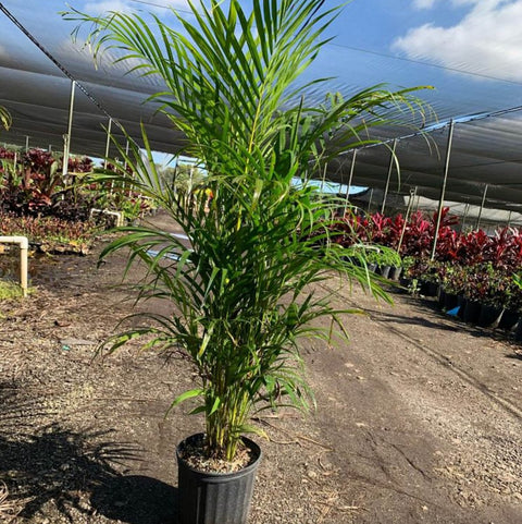 Areca Palm (Dypsis Lutescens) - PlantologyUSA - 3 Gallon