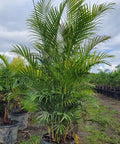 Areca Palm (Dypsis Lutescens) - PlantologyUSA - Grower's Pick 5-6 Feet
