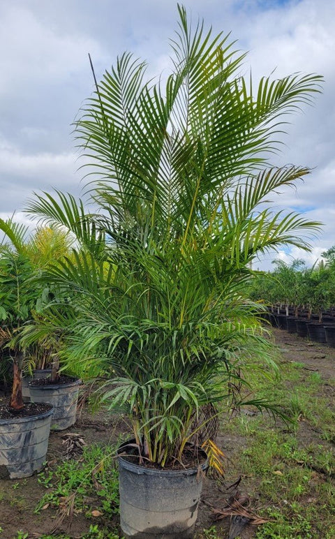 Areca Palm (Dypsis Lutescens) - PlantologyUSA - Grower's Pick 5-6 Feet