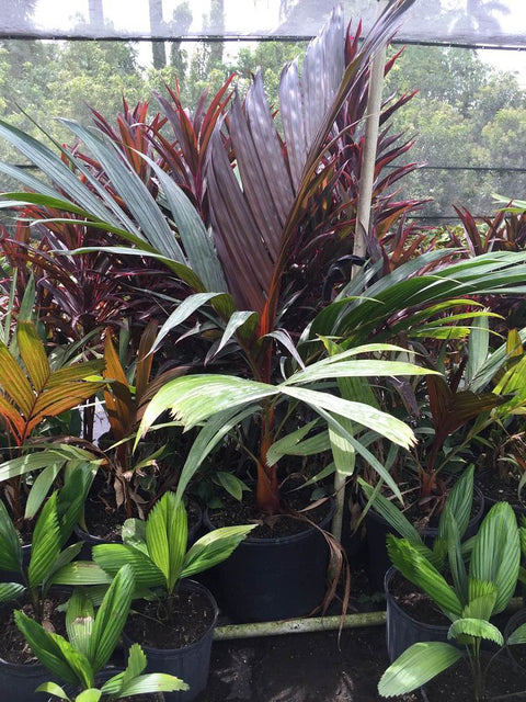 Areca Vestiaria (Red Areca Palm) - PlantologyUSA - Grower's Pick 4-5 Feet