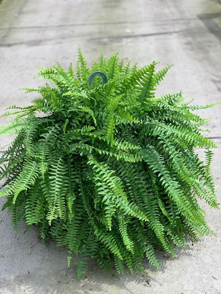 boston palm plant Boston Fern 'Hanging Basket' (Nephrolepis Exaltata – Plantology USA