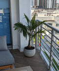 Bottle Palm (Hyophorbe lagenicaulis) - Plantology USA - Medium 3 Feet