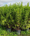 Buttonwood Bush Green (Conocarpus erectus) - Plantology USA - Medium 20-24"