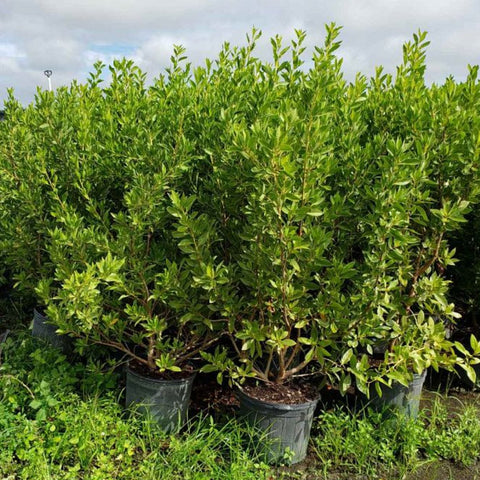 Buttonwood Bush Green (Conocarpus erectus) - Plantology USA - Medium 20-24"