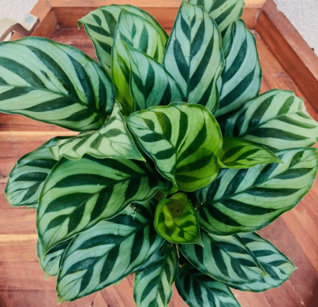 Calathea Freddie (Goeppertia burle - marxii) - Plantology USA - 1 - 2 feet