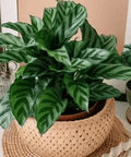 Calathea Freddie (Goeppertia burle - marxii) - Plantology USA - 1 - 2 feet