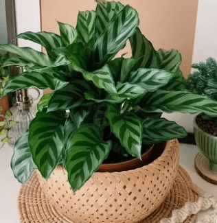 Calathea Freddie (Goeppertia burle - marxii) - Plantology USA - 1 - 2 feet