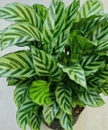 Calathea Freddie (Goeppertia burle - marxii) - Plantology USA - 1 - 2 feet