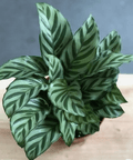 Calathea Freddie (Goeppertia burle - marxii) - Plantology USA - 1 - 2 feet