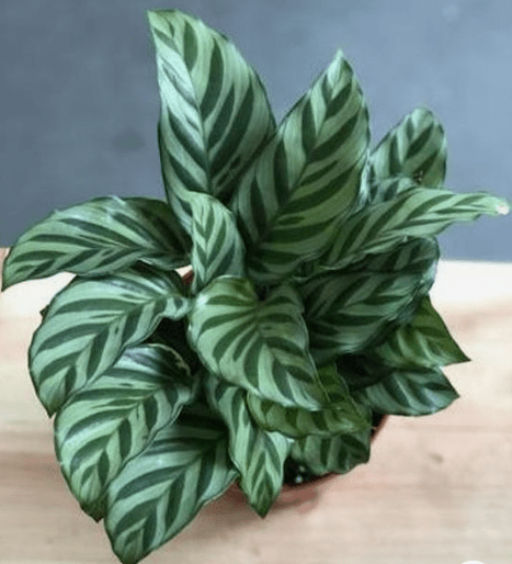 Calathea Freddie (Goeppertia burle - marxii) - Plantology USA - 1 - 2 feet