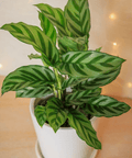 Calathea Freddie (Goeppertia burle - marxii) - Plantology USA - 1 - 2 feet