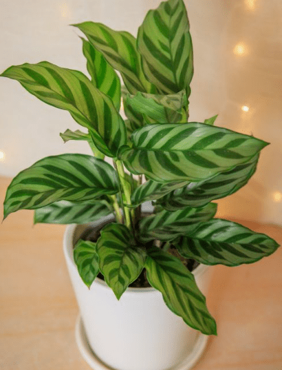 Calathea Freddie (Goeppertia burle - marxii) - Plantology USA - 1 - 2 feet