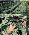 Calathea Lancifolia (Rattle Snake) - Plantology USA - Medium