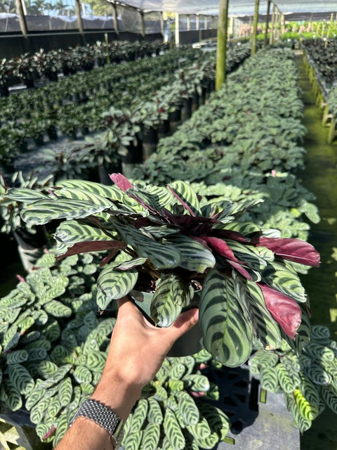 Calathea Lancifolia (Rattle Snake) - Plantology USA - Medium