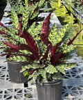 Calathea Lancifolia (Rattle Snake) - Plantology USA - Medium