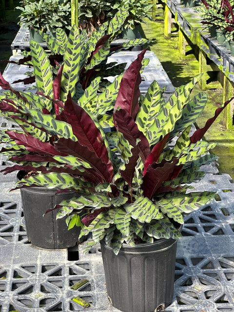 Calathea Lancifolia (Rattle Snake) - Plantology USA - Medium