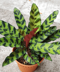 Calathea Lancifolia (Rattle Snake) - Plantology USA - Small