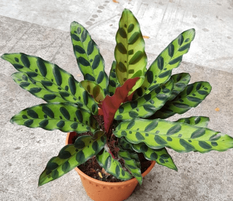 Calathea Lancifolia (Rattle Snake) - Plantology USA - Small