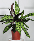 Calathea Lancifolia (Rattle Snake) - Plantology USA - Small