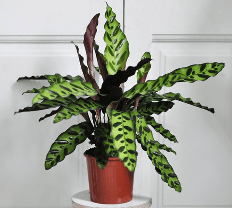 Calathea Lancifolia (Rattle Snake) - Plantology USA - Small