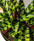 Calathea Lancifolia (Rattle Snake) - Plantology USA - Small