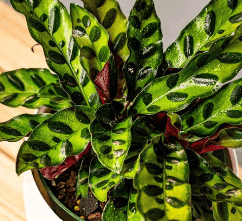 Calathea Lancifolia (Rattle Snake) - Plantology USA - Small