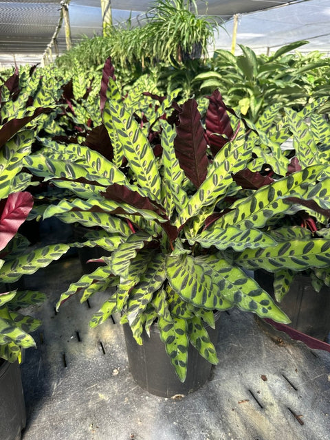 Calathea Lancifolia (Rattle Snake) - Plantology USA - Small