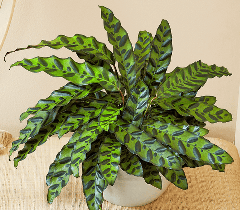 Calathea Lancifolia (Rattle Snake) - Plantology USA - Small