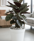 Calathea Ornata Sanderiana (Pink Pinstripe Plant) - Plantology USA - 3 Gallon