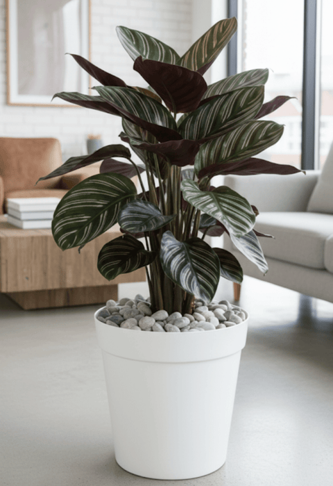 Calathea Ornata Sanderiana (Pink Pinstripe Plant) - Plantology USA - 3 Gallon