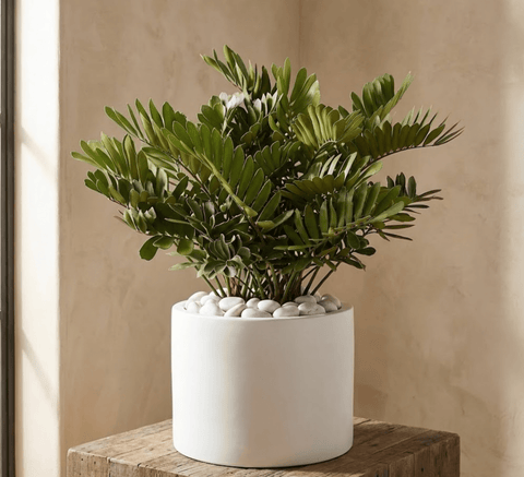 cardboard plant indoors Cardboard Palm (Zamia Furfuracea)