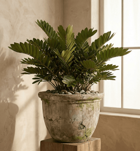 Cardboard Palm (Zamia Furfuracea) - Plantology USA - Grower's Pick 7 Gallon