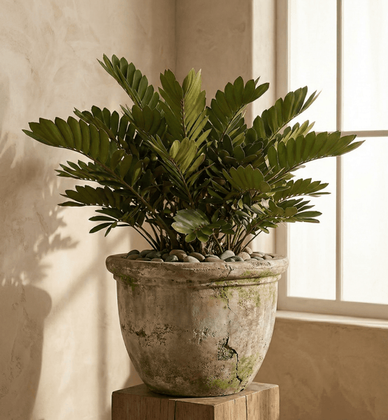 Cardboard Palm (Zamia Furfuracea)
