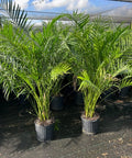 Cat Palm (Chamaedorea cataractarum) - Plantology USA - 3 Gallon