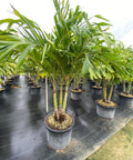 Christmas Palm - Adonidia Palm Triple (Adonidia merrilli) - Plantology USA - 2 - 3 Feet