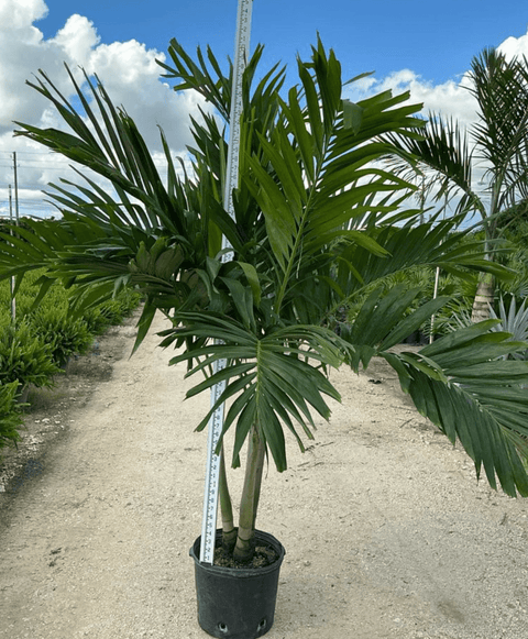 pistol palm plant Christmas Palm Triple (Adonidia merrilli)