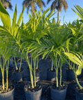 Christmas Palm - Adonidia Palm Triple (Adonidia merrilli) - Plantology USA - Grower's Pick 5 - 6 Feet