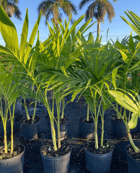 christmas palms with philodendron Christmas Palm Triple (Adonidia merrilli)