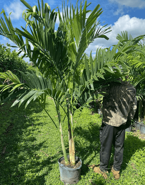 pistol palm plant Christmas Palm Triple (Adonidia merrilli)