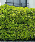 Clusia Guttifera Bush (Clusia guttifera) - Plantology USA - 15 Gallon