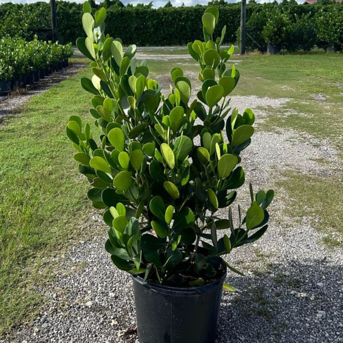 philodendron guttifera Clusia Guttifera Bush (Clusia guttifera)