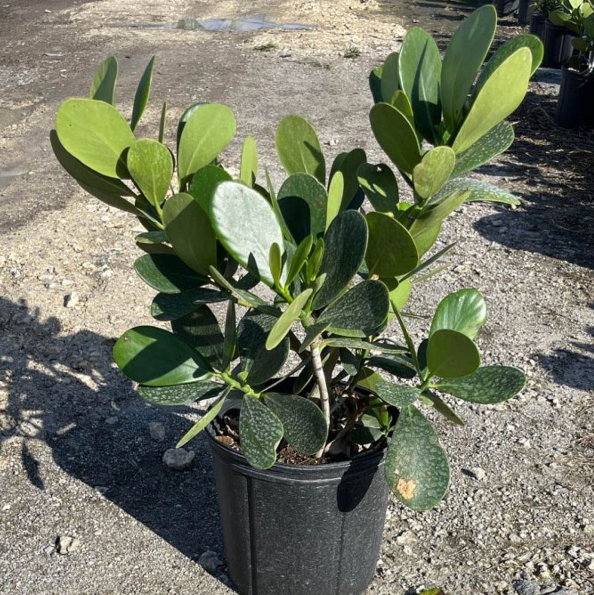 philodendron guttifera Clusia Guttifera Bush for Sale