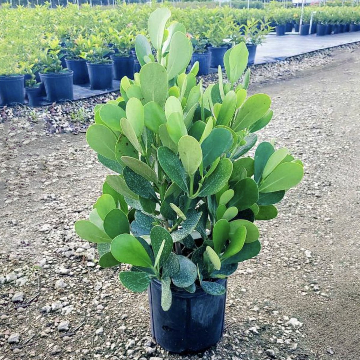 philodendron guttifera Clusia Guttifera Bush (Clusia guttifera)