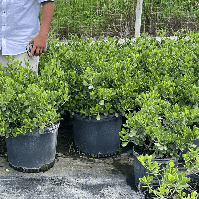Clusia for Sale | PlantologyUSA.com – Plantology USA