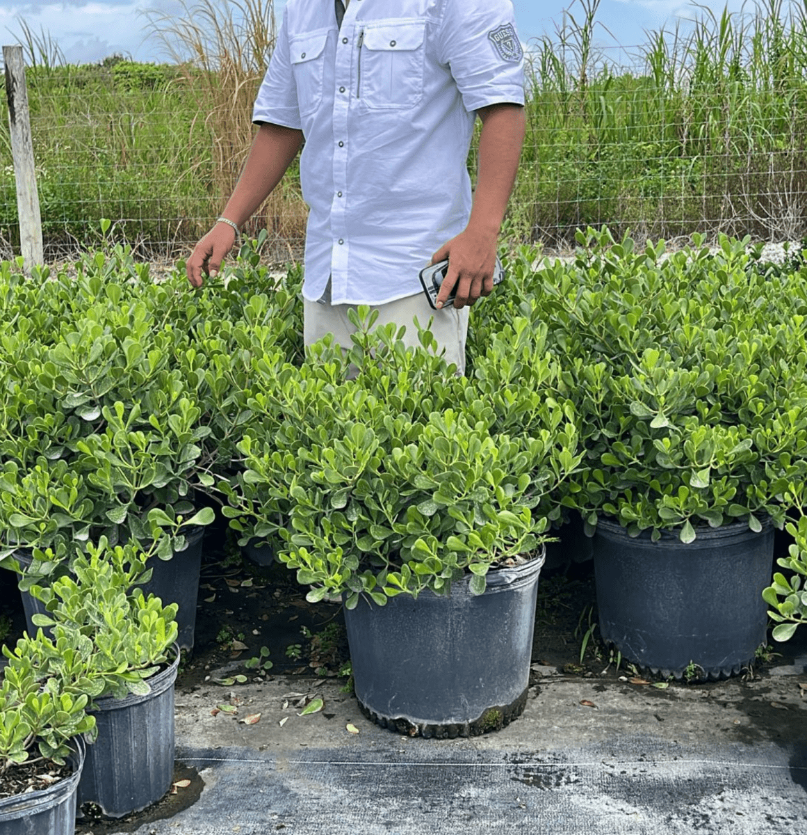 clusia hedge plant Clusia for Sale